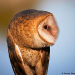 7933 Barn Owl (Tyto alba), Blackland Prairie Raptor Center, Texas