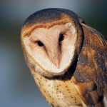 7934 Barn Owl (Tyto alba), Blackland Prairie Raptor Center, Texas