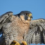 7918 Peregrine Falcon (Falco peregrinus), Blackland Prairie Raptor Center, Texas