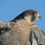 7919 Peregrine Falcon (Falco peregrinus), Blackland Prairie Raptor Center, Texas