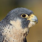 7920 Peregrine Falcon (Falco peregrinus), Blackland Prairie Raptor Center, Texas