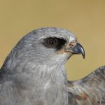 7921 Mississippi Kite (Ictinia mississippiensis), Blackland Prairie Raptor Center, Texas