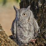 7924 Eastern Screech Owl (Megascops asio), Blackland Prairie Raptor Center, Texas