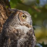 7925 Great Horned Owl (Bubo virginianus), Blackland Prairie Raptor Center, Texas