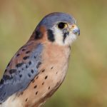 7926 Male American Kestrel (Falco sparverius), Blackland Prairie Raptor Center, Texas