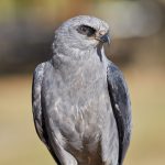 7923 Mississippi Kite (Ictinia mississippiensis), Blackland Prairie Raptor Center, Texas