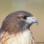 7927 Red-tailed hawk (Buteo jamaicensis), Blackland Prairie Raptor Center, Texas