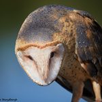 7929 Barn Owl (Tyto alba), Blackland Prairie Raptor Center, Texas