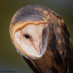 7930 Barn Owl (Tyto alba), Blackland Prairie Raptor Center, Texas
