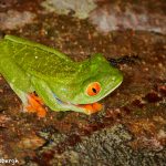 8015 Red-eyed Green Tree Frog (Agalychnis callidryas), Arenal Oasis Lodge, Costa Rica