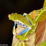8016 Red-eyed Green Tree Frog (Agalychnis callidryas), Arenal Oasis Lodge, Costa Rica