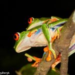 8018 Red-eyed Green Tree Frog (Agalychnis callidryas), Arenal Oasis Lodge, Costa Rica