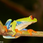 8020 Red-eyed Green Tree Frog (Agalychnis callidryas), Arenal Oasis Lodge, Costa Rica
