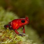 8009 Strawberry Poison Dart Frog (Dendrobates pumillo), Laguna del Lagarto Lodge, Costa Rica