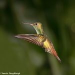 8023 Rufous-tailed Hummingbird (Amazilia tzacatl), Laguna del Lagarto Lodge, Costa Rica