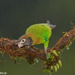 8025 Brown-hooded Parrot (Pionopsitta haematotis), Laguna del Lagarto Lodge, Costa Rica