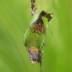 8011 Brown-hooded Parrot (Pionopsitta haematotis), Laguna del Lagarto, Costa Rica