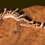 8037 Central American Banded Gecko (Coleonyx Mitratus), Arenal Oasis Lodge, Costa Rica