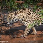 aguar (Panthera onca), Pantanal, Brazil