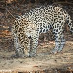 8044 Jaguar (Panthera onca), Pantanal, Brazil