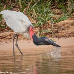 8046 Jabiru (Jabiru mycteria), Pantanal, Brazil