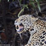 8048 Jaguar (Panthera onca), Pantanal, Brazil