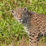 8068 Jaguar (Panthera onca), Pantanal, Brazil