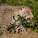8070 Jaguar (Panthera onca), Pantanal, Brazil