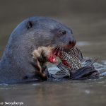 8072 Giant River Otter (Pteronura brasiliensis), Pantanal, Brazil