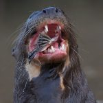 8074 Giant River Otter (Pteronura brasiliensis), Pantanal, Brazil