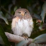 8079 Ferruginous Pygmy Owl (Glaucidium brasilianum), Pantanal, Brazil