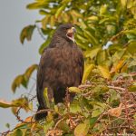8081 Great Black Hawk (buteogallus urubitinga), Pantanal, Brazil