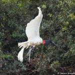 8089 Jabiru (Jabiru mycteria), Pantanal, Brazil