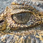 8093 Caiman, Pantanal, Brazil