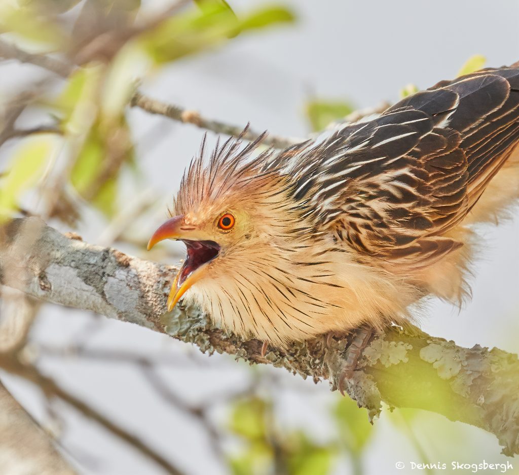 8096 Guira Cuckoo (Guira guira), Pantanal, Brazil - Dennis Skogsbergh ...