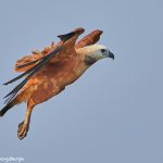 8102 Black-collard Hawk (Busarellus nignicollis), Pantanal, Brazil