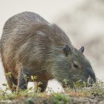 8104 Capybara (Hydrochoerus hydrochaeris), Pantanal, Brazil
