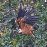 8106 Black-collard Hawk (Busarellus nignicollis), Pantanal, Brazil