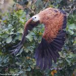 8107 Black-collard Hawk (Busarellus nignicollis), Pantanal, Brazil