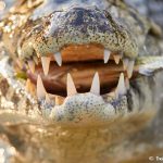 8110 Caiman, Pantanal, Brazil