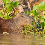 8114 Capybara (Hydrochoerus hydrochaeris), Pantanal, Brazil