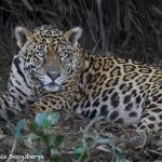 8120 Jaguar (Panthera onca), Pantanal, Brazil
