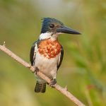8170 Male Amazon Kingfisher (Chloroceryle amazona), Pantanal, Brazil