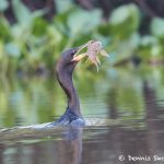 8172 Neotropic cormorant (Phalacrocorax brasiliansus), Pantanal, Brazil