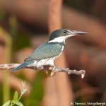8177 Female Amazon Kingfisher (Chloroceryle amazona), Pantanal, Brazil