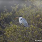 8185 Cocoi Heron (Ardea cocoi), Pantanal, Brazil