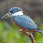 8189 Ringed Kingfisher (Megaceryle torquata), Pantanal, Brazil