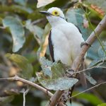 8193 White Woodpec ker (Leuconerpes candies), Pantanal, Brazil