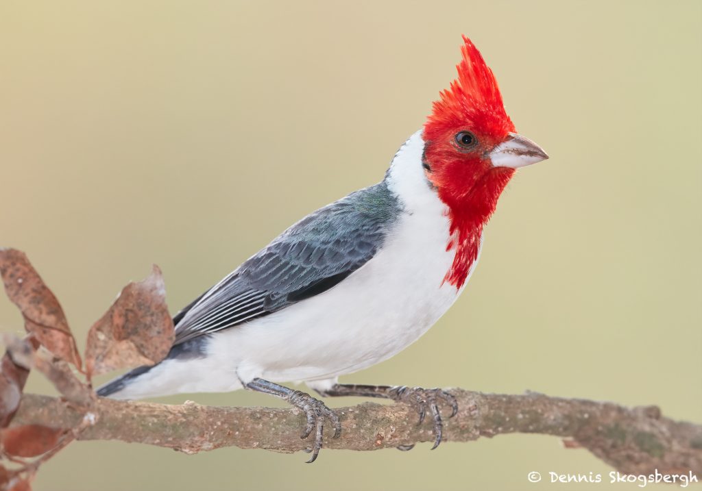 8196 Red-cested Cardinal (Paroaria capitata), Pantanal, Brazil - Dennis ...