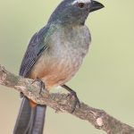 8199 Buff-throated Saltator (Saltator maximus), Pantanal, Brazil